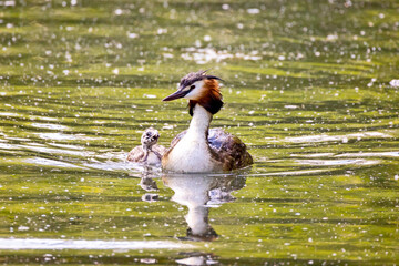 Wall Mural - canard avec caneton sur le lac