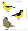 Cute Bird American Goldfinch Set Cartoon Vector
