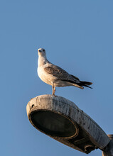 Image Of Seagull Standing On Lamppost, Taken From Opposite Profile With Selective Focus.