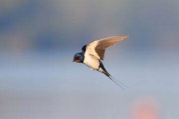 Wall Mural - Die Rauchschwalbe (Hirundo rustica), auch Hausschwalbe und Gabelschwalbe genannt