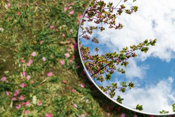 Wall Mural - nature and flora concept - close up of cherry tree blossoms reflection in round mirror on ground in spring garden