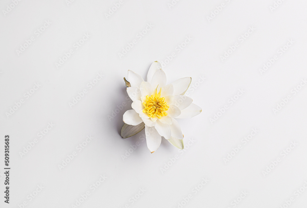 Delicate lotus flower isolated on white background