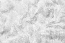 Beautiful White Feathers As Background