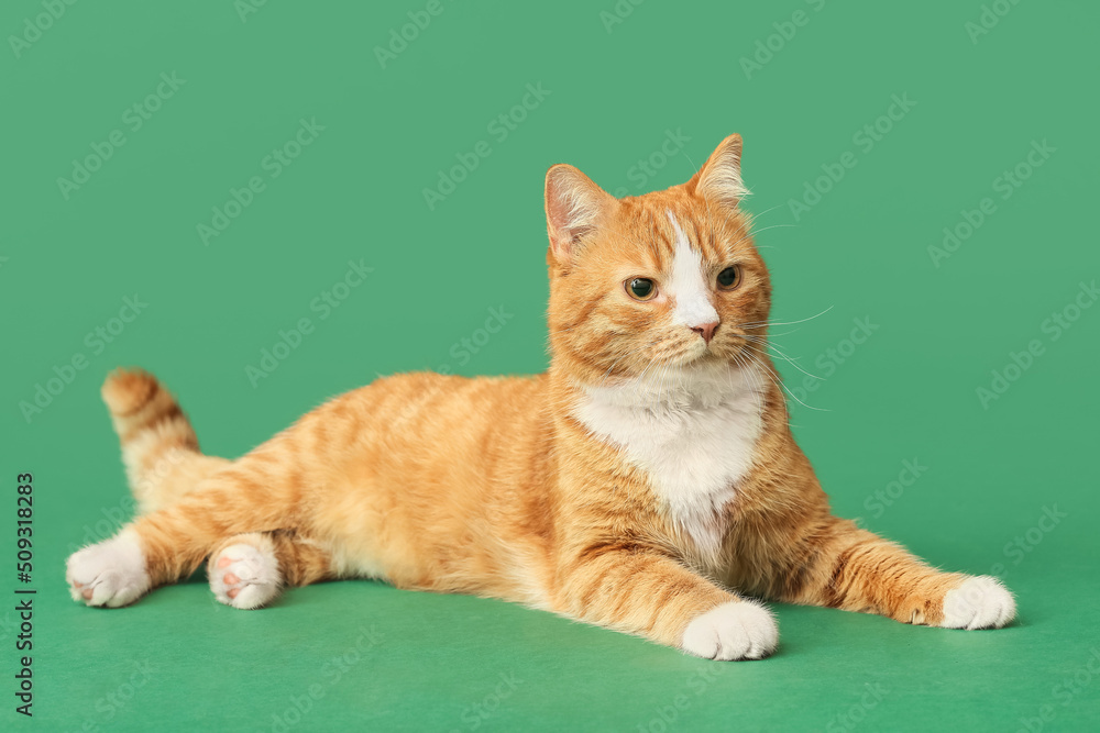 Cute cat on green background