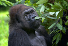 Lowland Silverback Gorilla Close Up Face