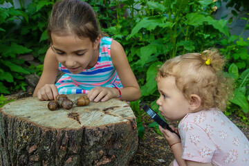 Wall Mural - The child examines the snails on the tree. Selective focus.