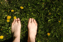 Bare Feet On Green Grass With Dandelions. A Girl Stands On A Green, Young Lawn.