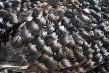 Sticker - background of gray bird feathers close up