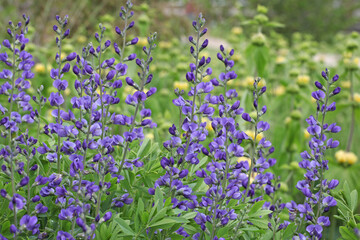 Baptisia australis, commonly known as blue wild indigo in flower.