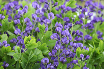 Wall Mural - Baptisia australis, commonly known as blue wild indigo in flower.