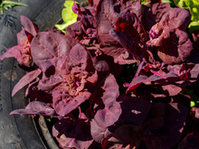 Red Orache Or Mountain Spinach Leaves Growing In Garden. Background With Atriplex Hortensis Red Leaves. Purple Loboda Or Lebeda, Finnish Quinoa. Top View Close Up