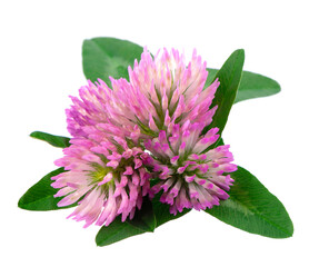 Clover flowers with green leaves, isolated on white background. Bouquet of red clover flowers.