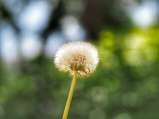 dandelion on green background