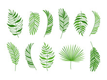 Palm Leaf Vector Icon, Coconut Tree, Green Branch Jungle, Feather Plant Set, Summer Tropic Tree, Exotic Foliage Isolated On White Background. Nature Illustration