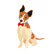 Cute friendly jack russell terrier puppy sits with a bow highlighted on a white background. Pets, dog-themed design elements in a flat style