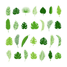 Leaf Palm Vector Set, Summer Jungle Tree, Exotic Foliage, Green Plant Isolated On White Background. Nature Illustration