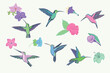 Colibri bird and flowers vector illustrations set