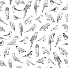 Parrot Tropical Bird Vector Line Seamless Pattern