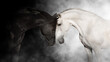 canvas print picture - Black and white horse cople portrait