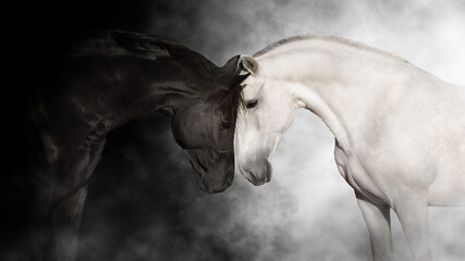Wall Mural - Black and white horse cople portrait