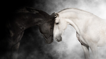 black and white horse cople portrait