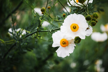 Wall Mural - Blooming buds of meadow flowers - bright colors of summer