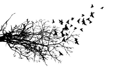 Wall Mural - Realistic illustration with silhouettes of three birds - crows or ravens sitting on tree branch without leaves and flying, isolated on white background - vector