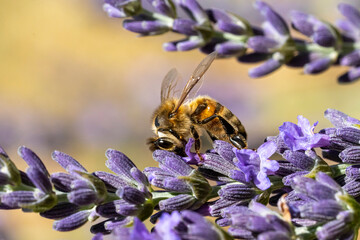 Sticker - abeille