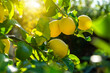 lemon tree with ripe lemons ready for harvest