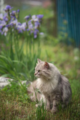  Photo of a beautiful gray cat in a spring garden.