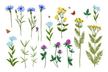Wild Herbs. Wildflowers Summer. Red Poppies, Cornflowers, Forget-me-nots, Yellow Buttercups, Ferns