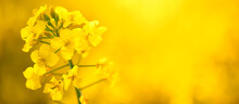 Rapeseed flower close-up, selective focus. Natural yellow floral background.