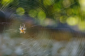 Spinne
