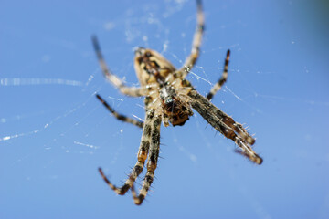 Spinne