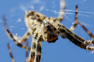 Spinne