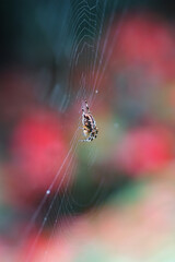Spinne