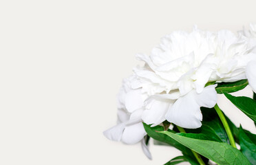 Poster - white peonies flowers on beige light background.space for text,mock up.flowers shop,delivery,greeting card.international mother women's day.