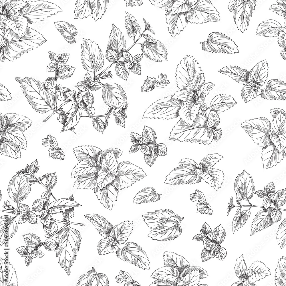 Melissa leaves and branches hand drawn seamless pattern, sketch vector ...