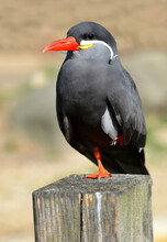 The Inca Tern (Larosterna Inca),bird Native To The Coast Of Peru And Chile.