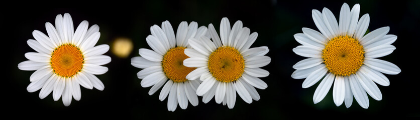 Wall Mural - Four white daisies on a white background.