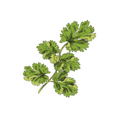 Wall Mural - Coriander aromatic herb twig with leaves, sketch vector illustration isolated.