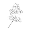Coriander branch with leaves, outline sketch vector illustration isolated on white background.