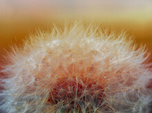 Dandelion In Close Up View With Warm Sunset Background