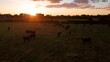 Flug über eine Herde wilder Stiere, weiter Blick über die Landschaft, Weiden, Wiesen, Marschland, Sonnenuntergang, Camargue, Saintes-Maries-de-la-Mer, Département Bouches-du-Rhône,