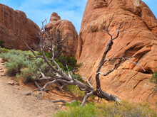 Dry Dead Tree On The Devil's Garden Trail Between Orange Sandstone Rock Formations Of Arched National Park, Utah, USA. Hot Climate In The American Southwest. Hiking In Utah Desert