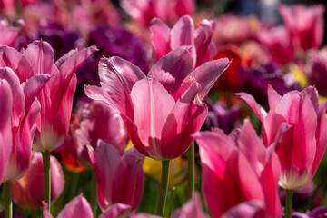 Wall Mural - Hot Pink Tulips