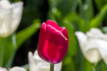 Wall Mural - Red Tulip Portrait