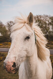 Fototapeta Konie - Portrait of wild white horse