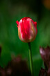Pojedynczy czerwony tulipan na zielonym tle