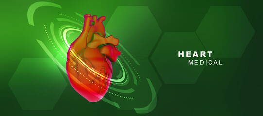 Wall Mural - 3d illustration  Anatomy of Human Heart 
